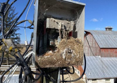 A birds nest in an electrical box