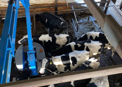 An electrical project inside of a barn featuring multiple cows